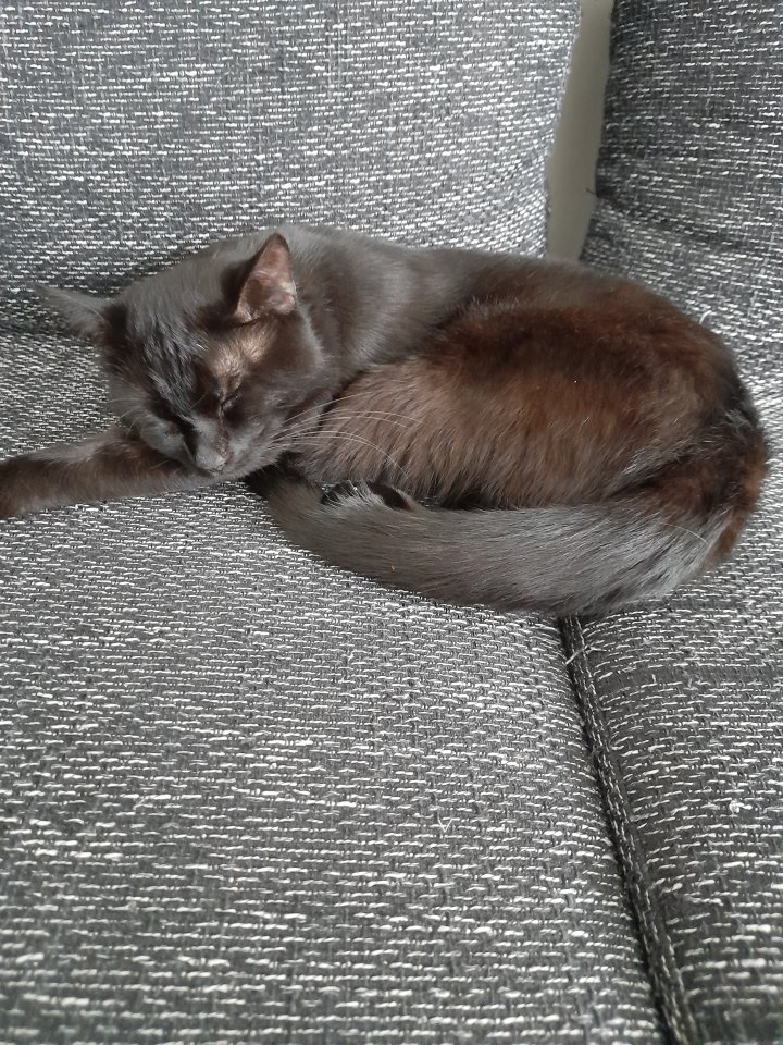 Maine Coone BKH Mix Kitten - Katzen - Ibbenbüren 
