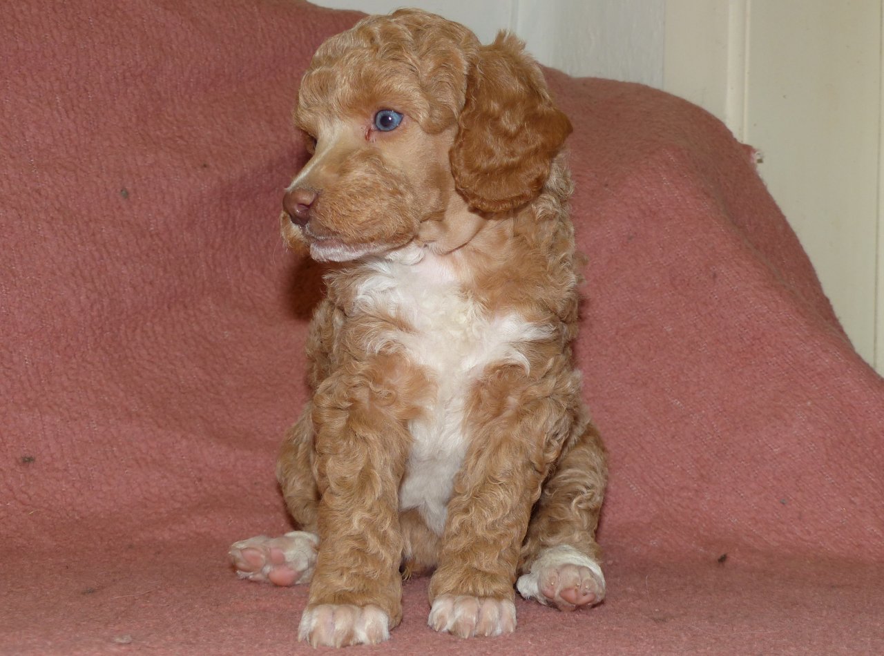 Kleinpudel Rüden in Black and Tan und Fawn - Hunde - Hüllhorst