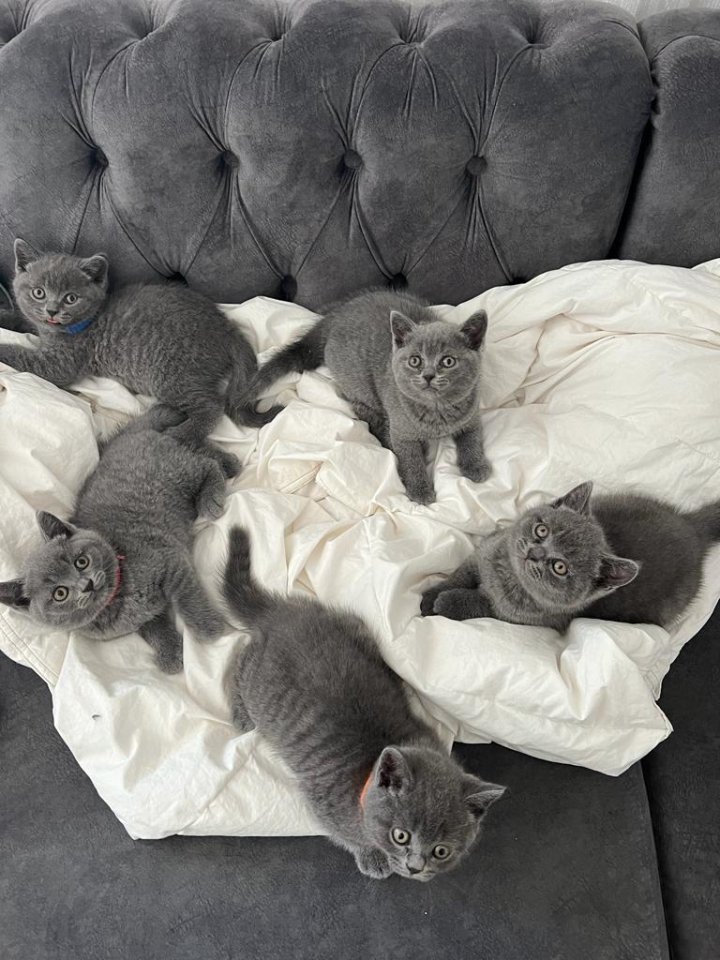 BKH reinrassige Britisch Kurzhaar Kitten - Katzen - Markgröningen