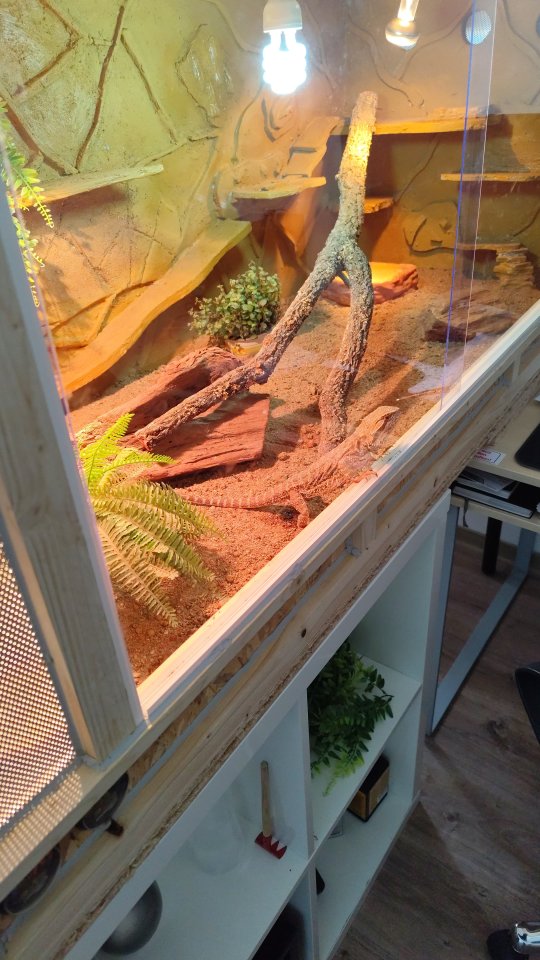 Bartagame 2 Jahre alt - Reptilien - Bad Wünnenberg - Haaren