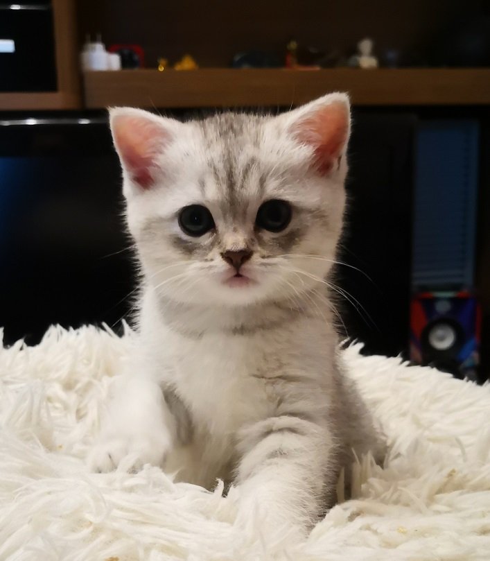 BKH / mix Kätzchen - Katzen - Berlin