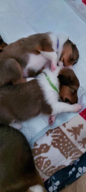 American Colliewelpen mit Ahnentafel - Hunde - Oberhausen