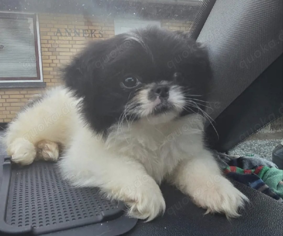 Pekingnese Welpe Rüde frisch geimpft, geshipt und mit EU Pass direkt abgabeberei - Hunde - Goldebek