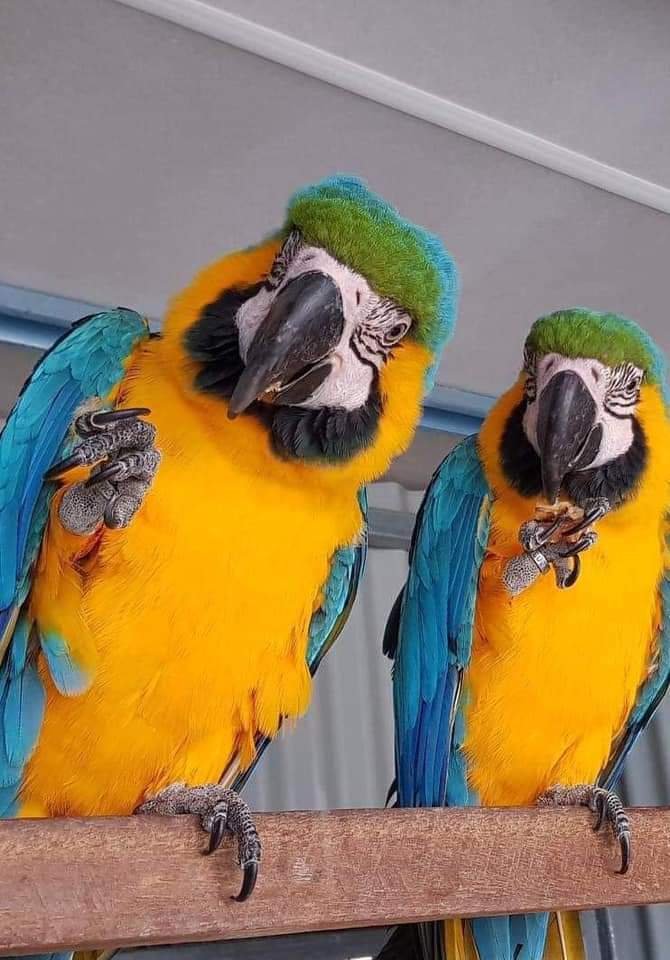 Ich suche ein gutes Zuhause für meine Gelbbrustaras. - Voegel - Bremen