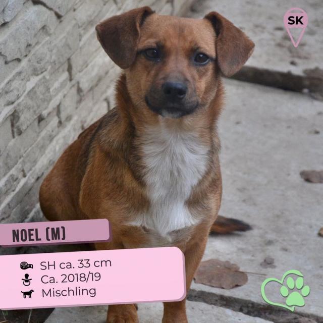 Noel...freundlich, sanft, ein liebenswerter Sonnenschein - Hunde - Hünfelden
