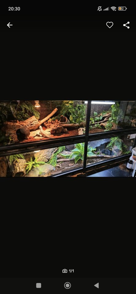 Terrarium mit zwei Schlangen - Reptilien - Thüngersheim