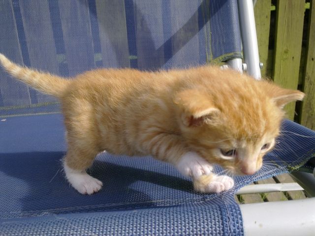 3 Katzenmädchen zu verschenken - Katzen - Neumark/Sachsen