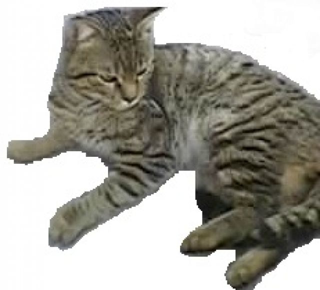 Getigerter Kater vermisst! - Entlaufen Zugelaufen - Kaufbeuren Neugablonz