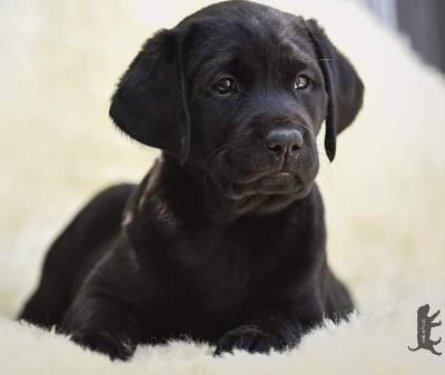 Labrador Retriever Welpen vom Sauboden FCI  - Hunde - Arriach/Kärnten