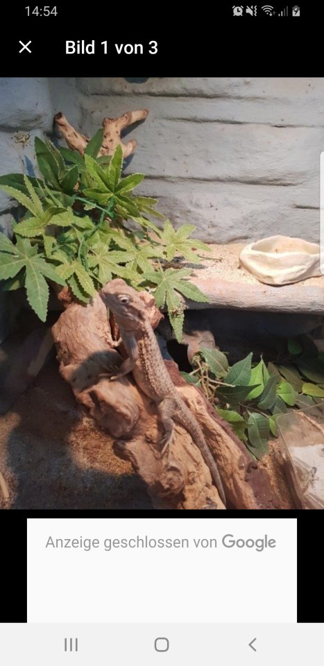 Terrarium mit 2 zwergbartagame - Reptilien - Mundelsheim 