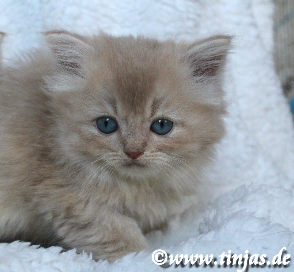 BLH-Britisch Langhaar Katzenbaby fawn golden shaded mit grünen Augen - Katzen - Berlin