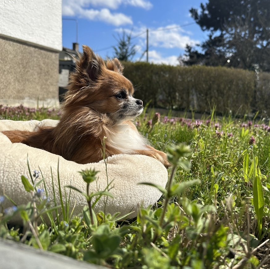 Chihuahua Deckrüde „Smokey“ sucht liebevolle Hündin - Hunde - Wiesbaden