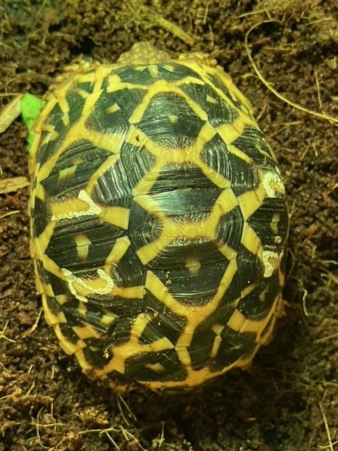 Südindische Sternschildkröten Jungtiere geboren 06/2023 mit Papieren - Reptilien - Heilbronn