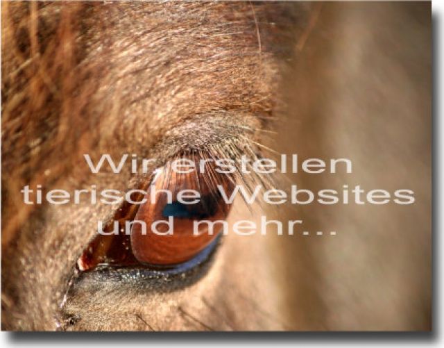 Ihre tierische Homepage inkl. ihres eigenen Logo- & Visitenkartendesigns - Pferde - 