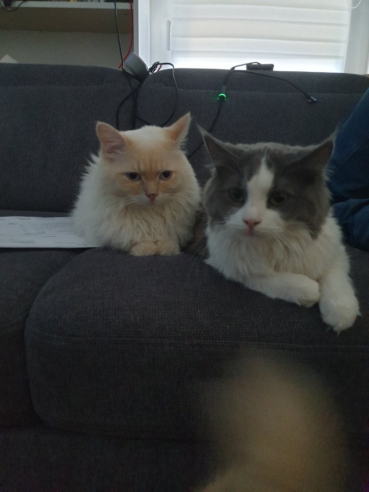 Sibirische Waldkatzen-Maincoon-heilige Birma- Mix Kitten - Katzen - Panketal
