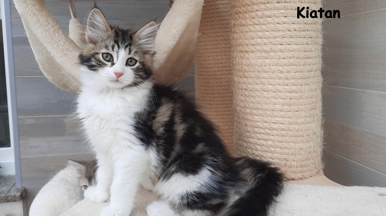 Verschmuste, reinrassige Sibirerkätzchen mit Stammbaum - Katzen - Rüsselsheim am Main