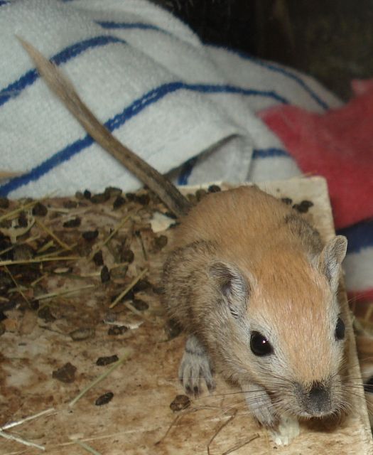 Gerbils zu verkaufen - Maeuse - Frankfurt