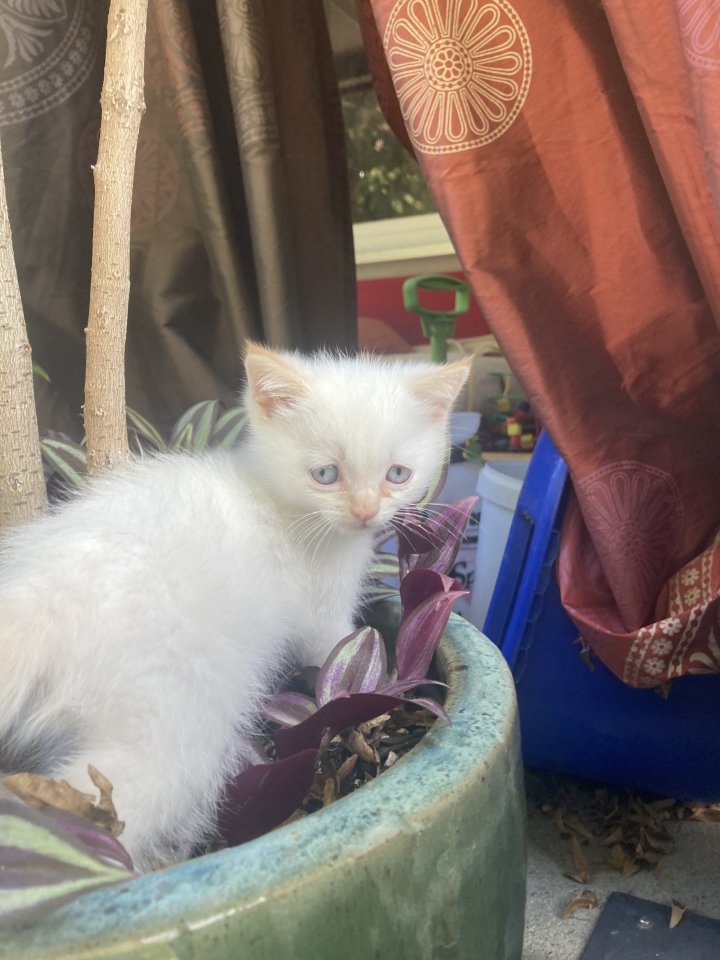Edel-Mischling Kätzchen - Katzen - Ingolstadt