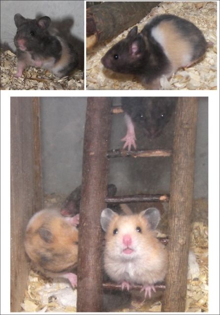 Gescheckte Hamsterkinder suchen noch ein liebes Zuhause - Hamster - Leipzig
