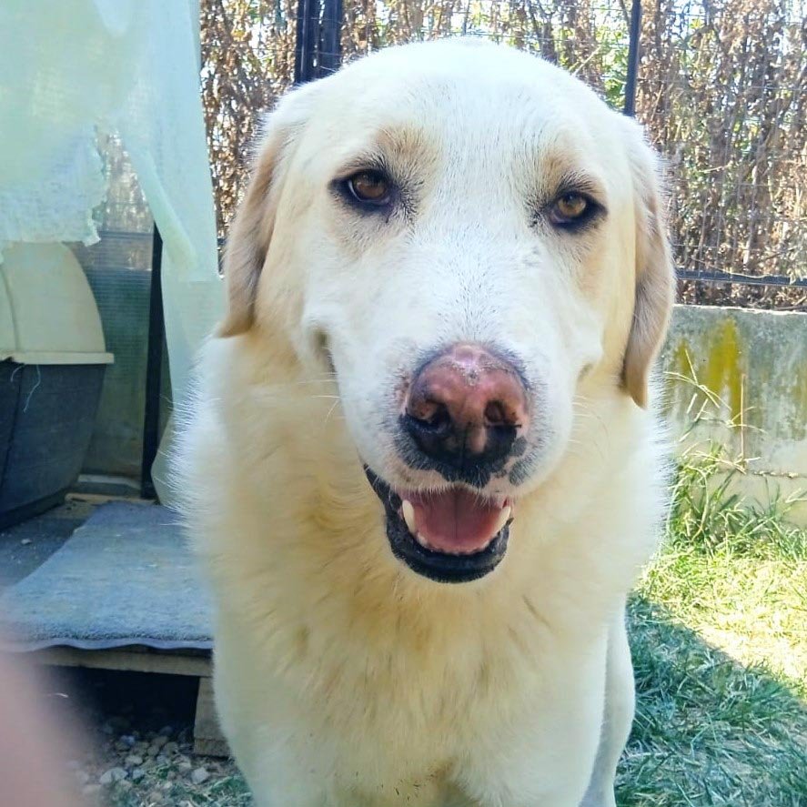 Karl sucht ein zu Hause - Hunde - Krefeld