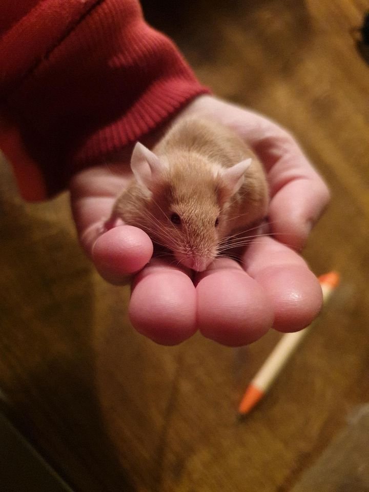 8 junge süße Farbmäuse Damen - Nagetiere - Eickel Herne