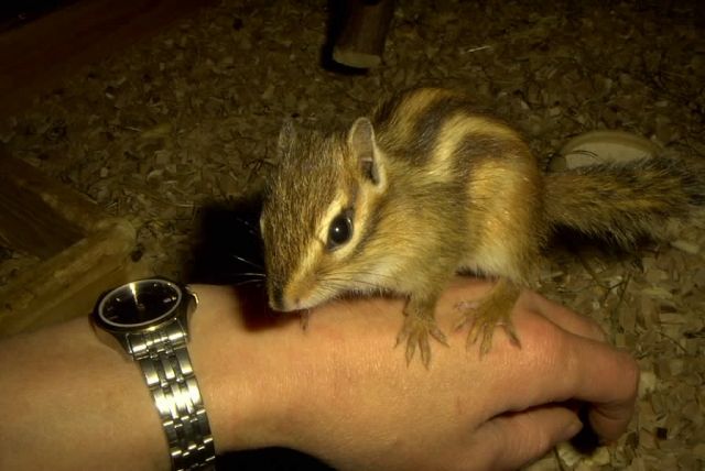 Streifenhörnchen - Sonst Nagetiere - Menden