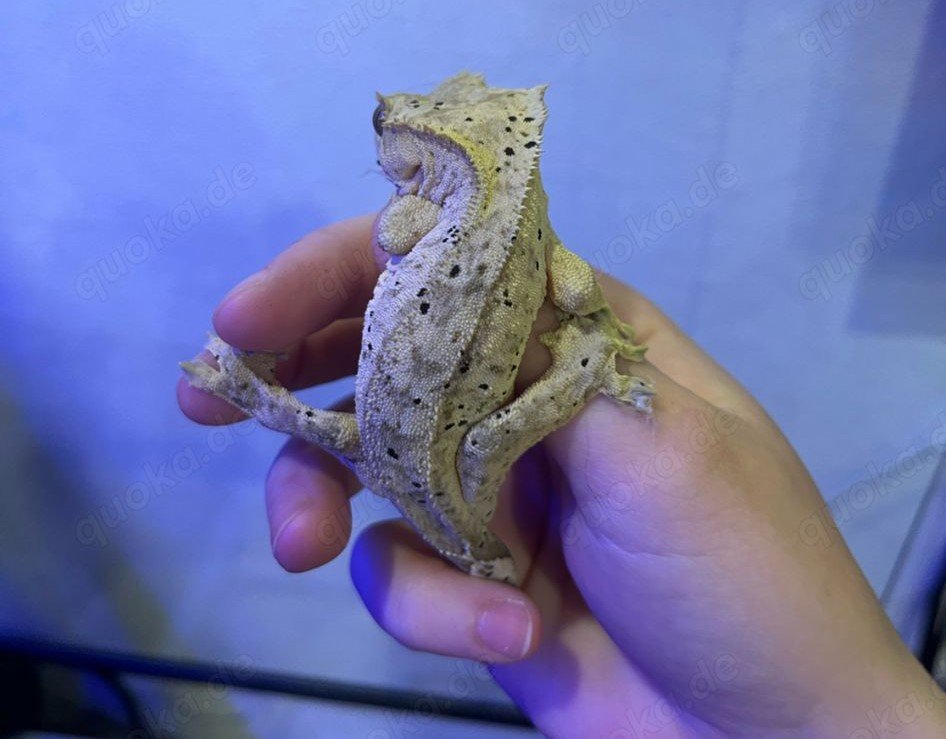 Crested Gecko Weibchen –  Dalmatiner-Morph - Reptilien - Hanerau-Hademarschen