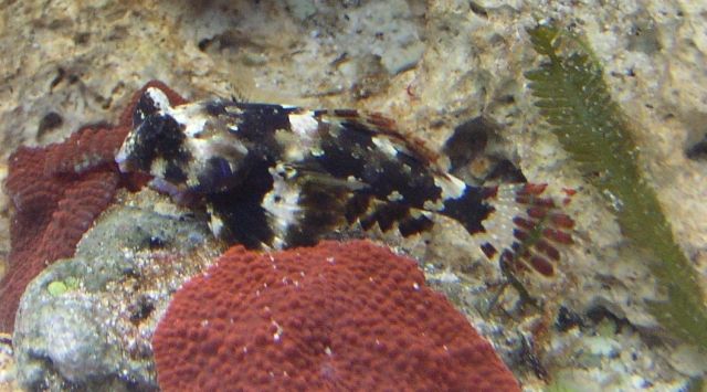 Synchiropus ocellatus - Augenfleck-Madarinfisch Paar zu verkaufen - Fische - Berlin