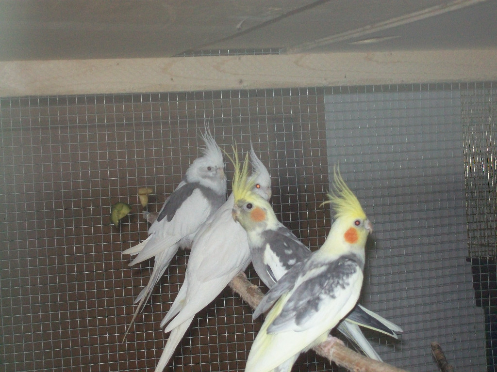 Verkaufe zuchtreife Nymphensittiche, verschiedene Farben und neues Vogelzubehör - Voegel - Heinrichsthal