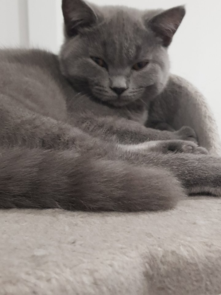 Bkh kitten 14 Wochen - Katzen - Behlingen