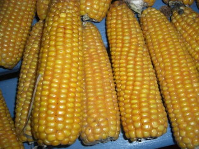 maiskolben für hunde