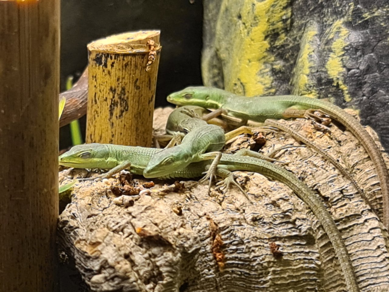 Smaragd-Langschwanzeidechse (Takydromus smaragdinus) - Reptilien - Isernhagen