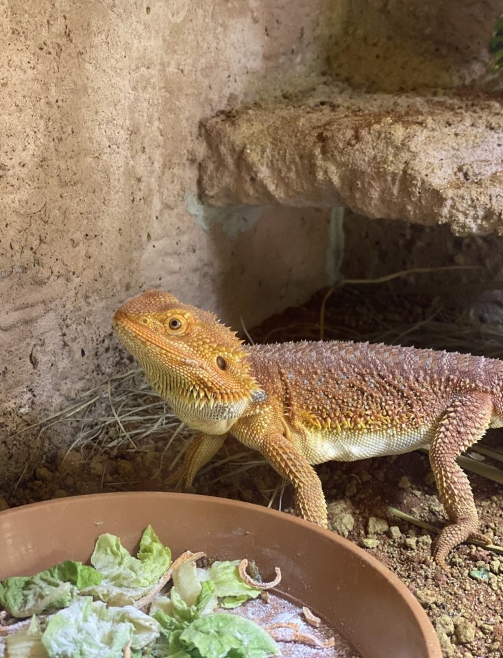 Liebe Bartagame schweren Herzens abzugeben! - Reptilien - Groß Pankow