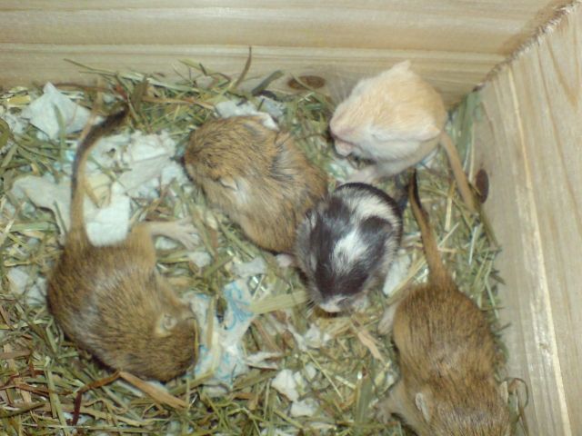 Wüstenrennmäuse / Gerbils - Nagetiere Allgemein - Dortmund