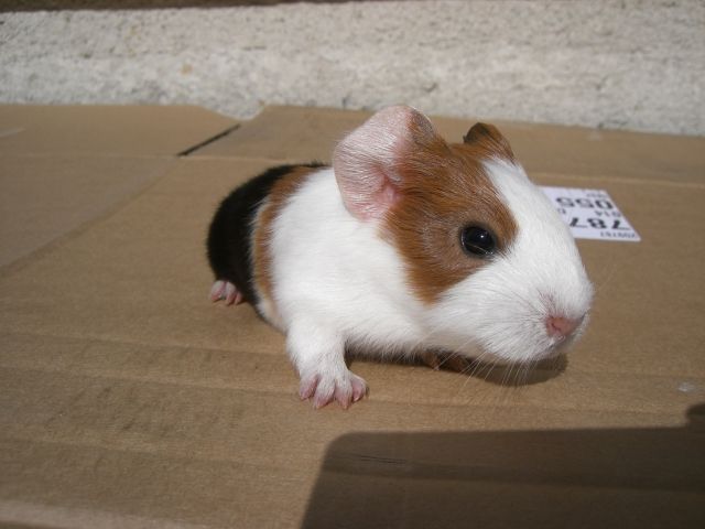 3 süße kleine Meeris abzugeben - Meerschweinchen - Bad Doberan