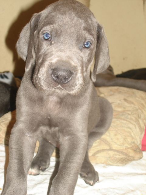 Wunderschöne blaue und schwarze Deutsche Doggenwelpen - Hunde - st.marienkirchen