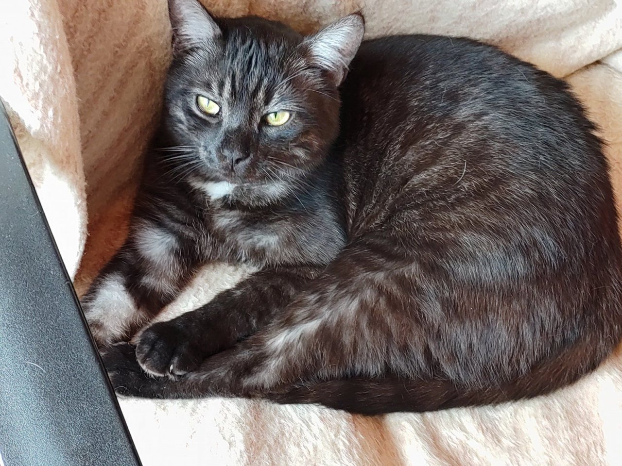 Ein E I N Z E L P R I N Z sucht ein FÜR IMMER Zuhause mit Familienanbindung - Katzen - Vettweiss