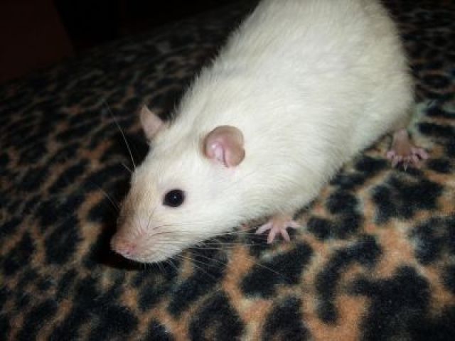 Handzahme Rattenwelpen - Ratten - Rotenburg