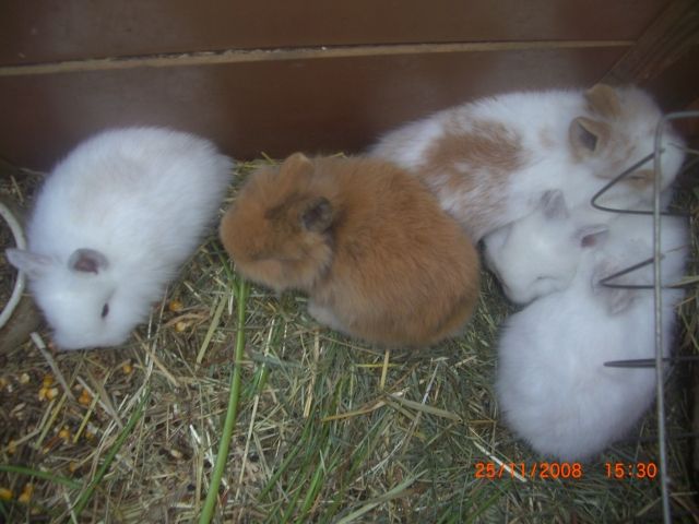 Löwenköpchenmixbabys - Hasen Kaninchen - Nürnberg