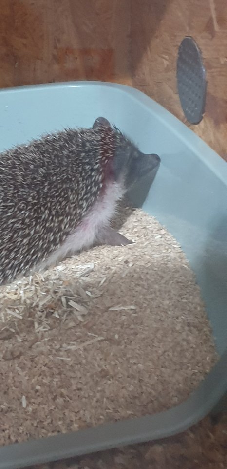 4Monate alten Weißbauchigel Junge - Sonstiges - Halle (Saale)