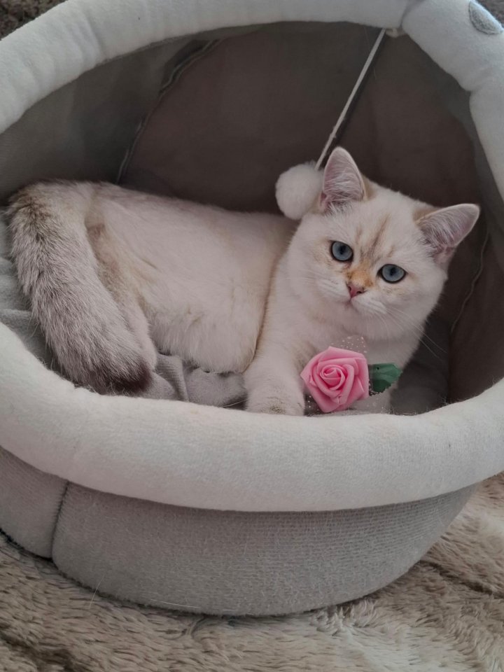 Reinrassige BKH Kitten mit Stammbaum - Katzen - Tuttlingen