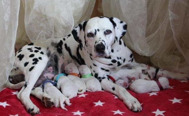 Dalmatiner Welpen aus liebevoller VDH/FCI Hobbyzucht am 19.05. geboren - Hunde - Iserlohn