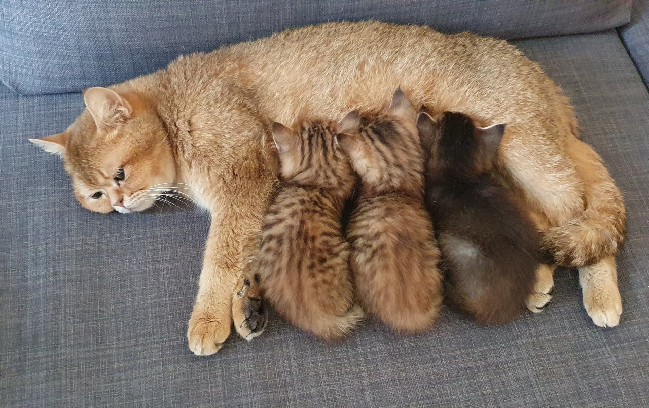 BKH Katze dringend abzugeben - Katzen - Neustadt aisch