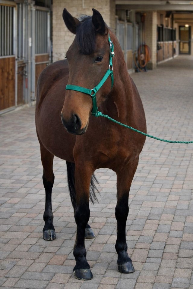 Super brave kinderpony - Pferde - 