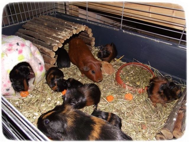 Süße Not Meerschweinchen suchen ein neues Zuhause - Meerschweinchen - krefeld