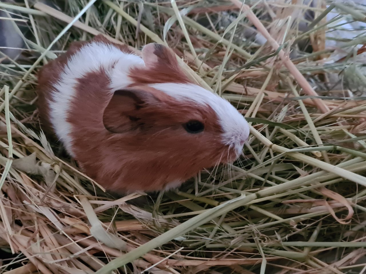 Meerschweinchen männlich glatthaarig - Nagetiere - Halle