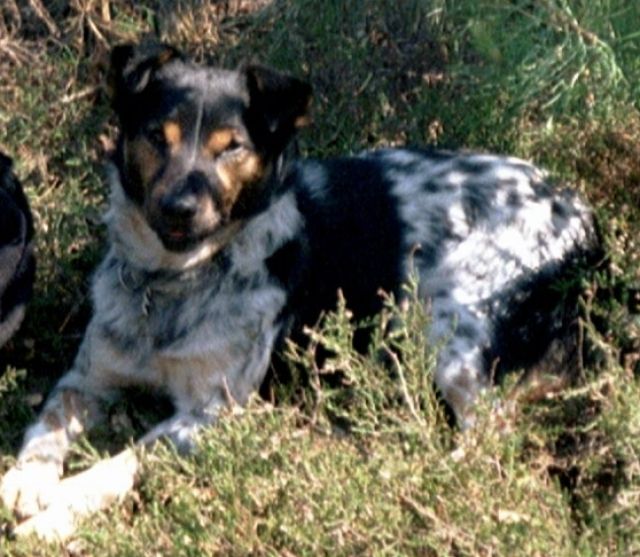Suche neues Zuhause - Tiere In Not - Wilkau-Hasslau
