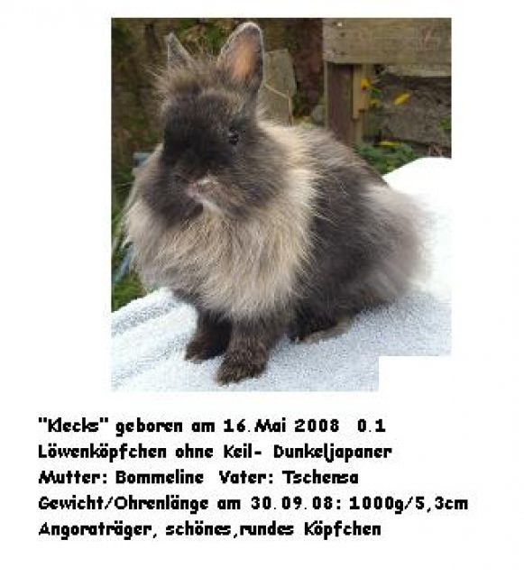 Löwenköpfchen suchen einen neuen Wirkungskreis... - Hasen Kaninchen - Fredersdorf