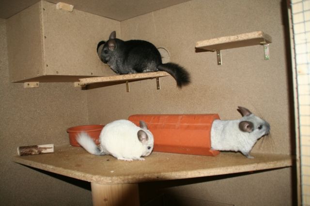 3 Chinchillas zu verkaufen - Sonst Nagetiere - Tauberbischofsheim/Königheim