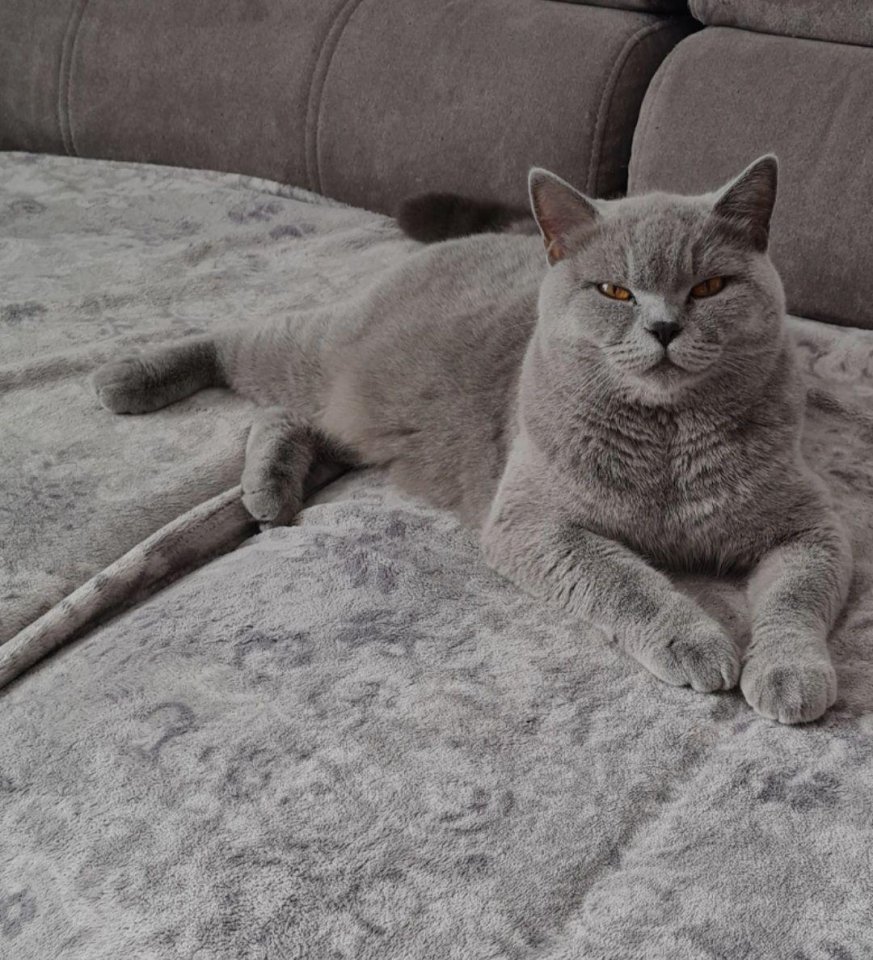 BKH Kitten zum Verkaufen - Katzen - Ober-Ramstadt